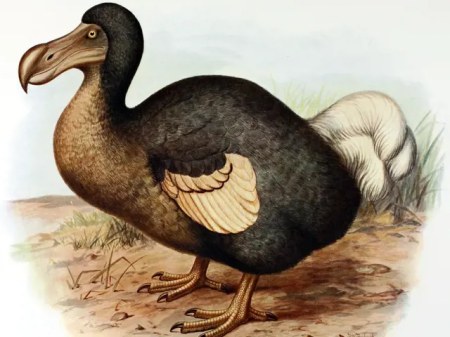 blboun.jpg(36 kb)