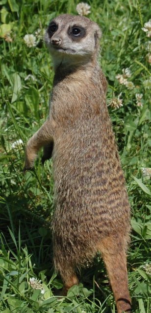Image1.jpg(65 kb)